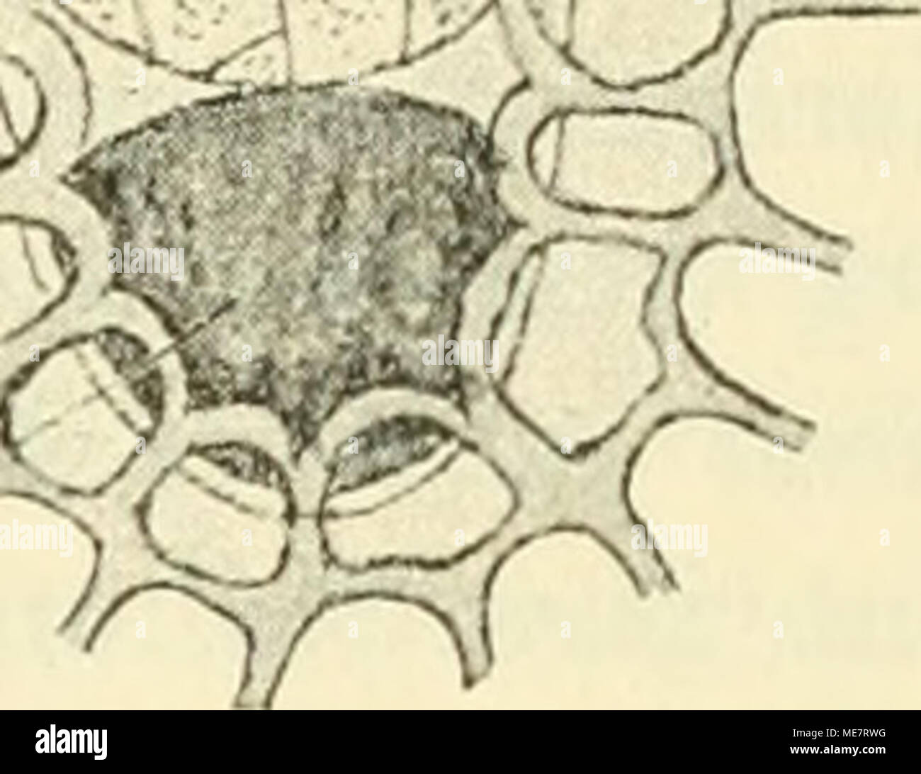 . Die mikroorganismen. Mit besonderer berücksichtigung der ätiologie der infektionskrankheiten . Fig. 134. Synchytrium Succisae (nacli de Bary und Woronia) Mittl. Grösse. 1. Das Sporangium (sp), das sich in einer dadurch stark vergrösserten Epithelzelle gebildet hat, ist aus seiner Membran m ausgetreten. 2. Einige Muttersporen weiter entwickelt. 3. Ent- leerung der mit Geissein versehenen Tochtersporen. Wohnsitz dienen. Dieselben können durch ihr Wachstum eine starke Ausdehnung erfahren und durch diese wohl rein mechanische Wirkung auch die nicht infizierten Nachbarzellen in Mitleidenschaft zi Stock Photo