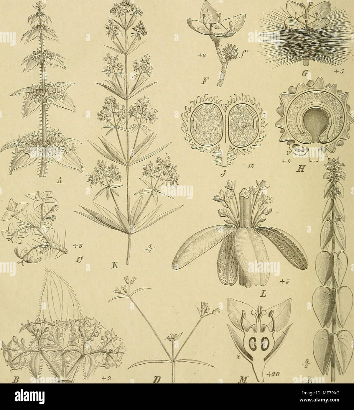 . Die NatÃ¼rlichen Pflanzenfamilien : nebst ihren Gattungen und wichtigeren Arten, insbesondere den Nutzpflanzen . Fig. 4S. AâC Galium Cruciata (L.) Scop. A Habitus; B BlÃ¼tenstand; C Teil desselben. â DG, gcminifoUiim F. V. Moll., mit kreuzgegenstÃ¤ndigen 'B. â E G. articulatum L., Habitus. â h G G. midtiflornm Nutt. F ^ Bl. mit Rudiment der Q Bl. /'; G Q BL â EG. saccharatum L., Fr., v verkÃ¼mmerte Sa. âJG. uncinidattim DC, Fr. â K Ruhia tinctorum L., Habitus. â i, M RelbunUon buzi/olium K. Seh. i Blutenstand; j)/Bl. im LÃ¤ngs- schnitt, -i Involucrum. (Original.) Sect. I. CeratorjaVtum K. S Stock Photo