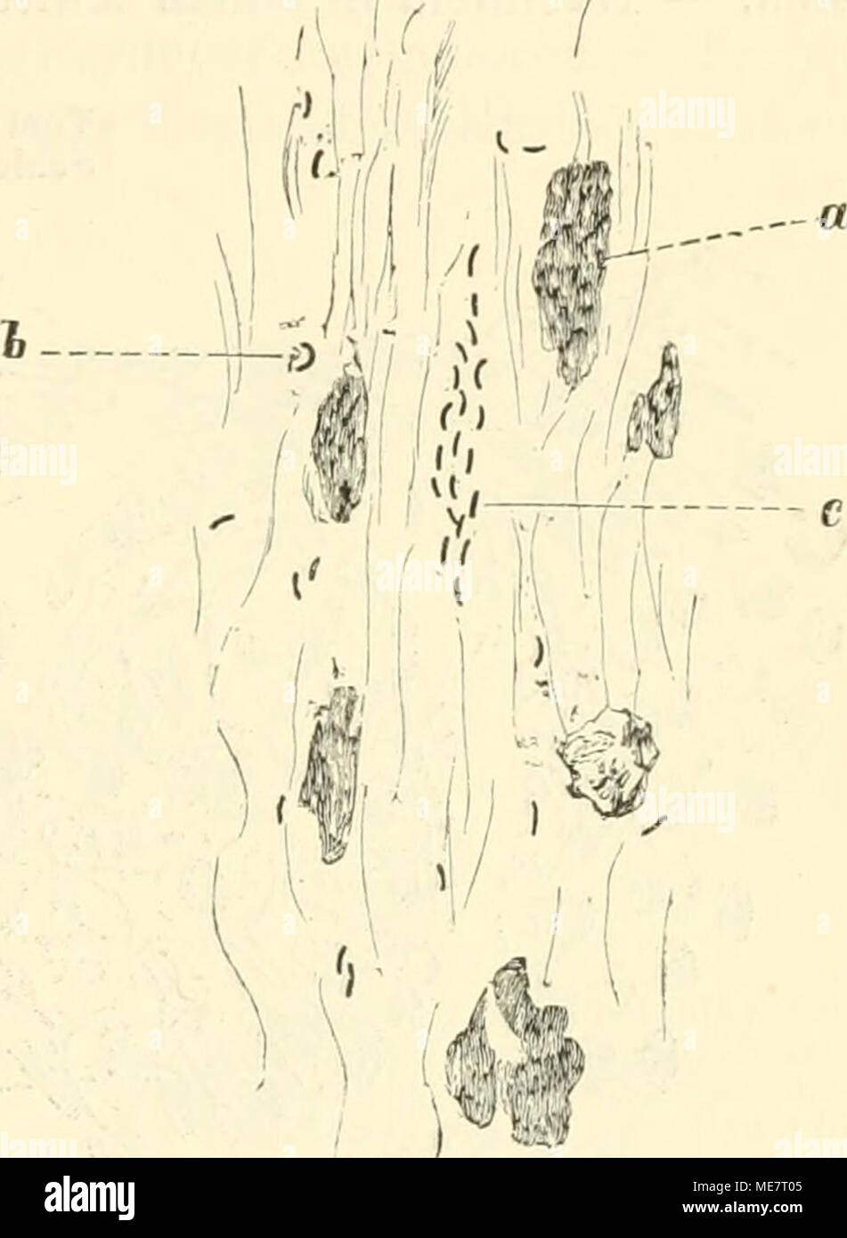 . Die mikroorganismen. Mit besonderer berücksichtigung der ätiologie der infektionskrankheiten . Fig. 110. (Nach KOCH.) Deckglaspräparat. Choleradejektion anf feuchter Leinwand. (2 Tage alt). Starke Vermehrung der Kommabaeillen, darun- ter «-förmige {a). 600:1. Fig. 111. (Nach KOCH.) Deckglaspräparat vom Inhalt eines Cho- leradarms. Kerne der abgestorbenen Epi- thelien (a). Halbkreisförmiger Kornma- bacillus (6). Besonders charakteristische Gruppierung der Kommabaeillen (c). 600:1. stücke. — Am besten lassen sich nach dem Gesagten die morpho- logischen Verhältnisse der Kommabaeillen im hängend Stock Photo