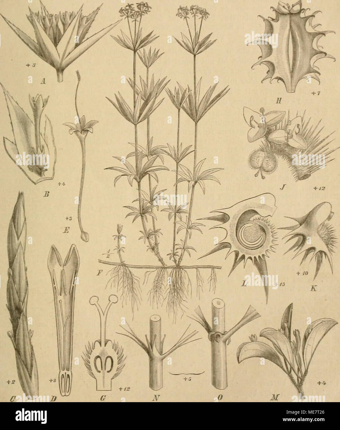 . Die Natürlichen Pflanzenfamilien : nebst ihren Gattungen und wichtigeren Arten, insbesondere den Nutzpflanzen . Fig. 47. Ä, B Sherardia artensis L. A Blütenstand; B Bl. — C, D Crucianella latifoUa L. C Blutenstand: D Bl. im Längsschnitt. — F. Phuopsis stylosa (Trin.) Gris., Bl. — /', 0 Asperula odorata L. F Habitus ; 0 Frkn. im Längsschnitt. — E Mericarpaea taillanlioides Boiss., Fr. — J—L YaiUantia hispida L. J Blütenstand; K Fr.; L Fr. im Längsschnitt. — M Callipellis CncuUaria (L.) Stev., Blütenstand. (Original.) 10* Stock Photo