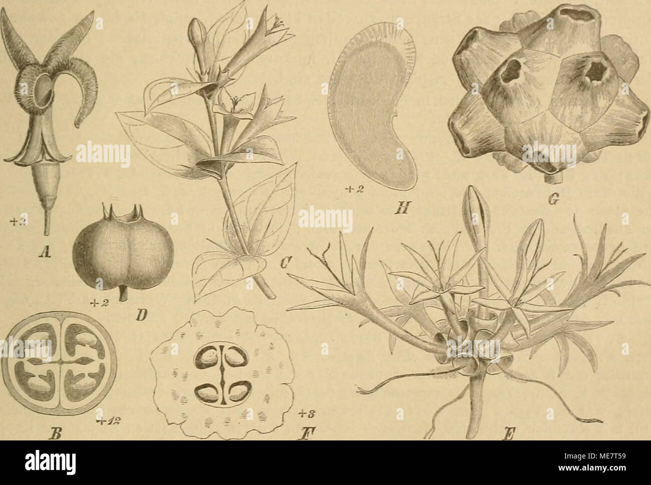 . Die Natürlichen Pflanzenfamilien : nebst ihren Gattungen und wichtigeren Arten, insbesondere den Nutzpflanzen . Fig. 44. A, B Coelospermum'yeticulaium (F. v. Müll.) Benth. A Bl, am Grunde aufspaltend; B Frkn. im Qner- sclinitt. — C D Damnacanthus major Sieb, et Zucc. C Habitus; D Fr. — E—H Morinda longiflora G. Don. E Blütenköpfclien; F Frkn. im Querschnitt; ff Fr.; U S. (Original.) 3 14. Gynochthodes Bl. Bl. gelrenulge-schlechtlich. Kelch Szähnig. Blkr. leder- artig, mit kurzer Röhre und wolligem Schlünde. Stb. der Röhre eingefügt, vorragend. Frkn. ifächerig: Gr. in der (J' Bl. ganz, in de Stock Photo