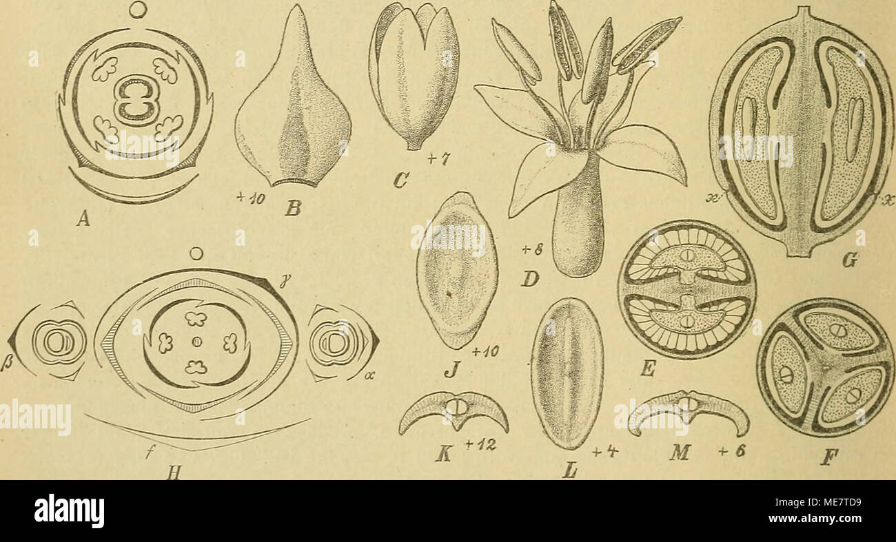 . Die Natürlichen Pflanzenfamilien : nebst ihren Gattungen und wichtigeren Arten, insbesondere den Nutzpflanzen . Fig. 147. A—E, G Flantaijo lanceolata L. A piagramm; B Bractee ; C Kelch ; D Bl. oline Kelch; E Fr. im Quer- schBitt; G Fr. im Längsschnitt, bei xx die Öffnnngsstelle der Kapsel. — F Fr. von P. major L. im Querschnitt. — E Schema des Blutenstandes von Litorella lactisiris L., der gewöhnliche Fall mit, nur 2 Q Bl. aus den Achseln der Voib. « und p (nach Eichler, Blü^endiagr. I. Fig. 127). — J, K S. von P. saxatüis M. h. — L, M S. von P. amplexicaidis Cav. (Original, außer E). auf de Stock Photo