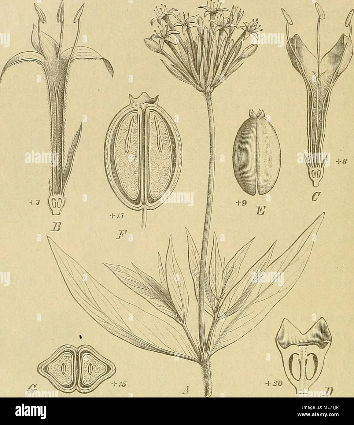 . Die Natürlichen Pflanzenfamilien : nebst ihren Gattungen und wichtigeren Arten, insbesondere den Nutzpflanzen . rig. 32. A, B Pentanisia variahüis Harv. Ä Habitusbild; S Bl. im Längssclinitte.— C'—G Kncxia corymlosaL. C Bl. im Längssclinitte; J) Kelch; B Fr. in der Teilung begriffen; F Fr. im Längssclinitte; G Fr. im Querschnitte. (Original.) 207. Pentanisia Harv. .{Diotocarjms Eochst., HolocarpaBak.]*) Kelchzipfels—5, von denen I—3 verlängert und laubig sind, bleibend. Blkr. trichterförmig, mit zottigem Schlünde. Bl. heterostyl. Gr. fadenförmig, mit einfacher oder sclnvach kopfiger N.; Sa.  Stock Photo