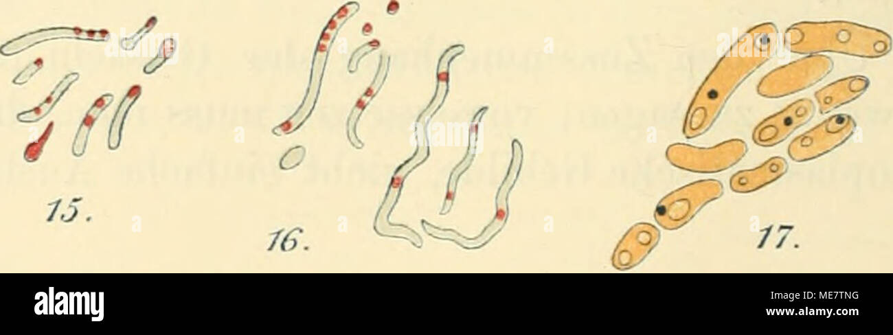 . Die mikroorganismen. Mit besonderer berücksichtigung der ätiologie der infektionskrankheiten . Fig. 12. Bewegungsorgane und Bau der Bakterienzelle. Vergr. c. 1000. 1—5. Geisselfärbung. 1. Monotrickes Bacterium (Messea). 2. Lopkotrieke B. 3. u. 4. Ampkitricke B. 5. Hülle mit Geissein (Babes). 5a. Ein Geisseizopf aus einer Rausckbrandkultur. 6—8. „Bakterium lineola&quot; (BÜtschli), mit Alkokol fixiert, mit Hämatoxylin gefärbt: Membran, Wabenstruktur des Zell- körpers und Centralkörper sicktbar. Die durck Hämatoxylin rot gefärbten Körncken liegen teils im Centralkörper, teils im Plasma. 9. Dur Stock Photo