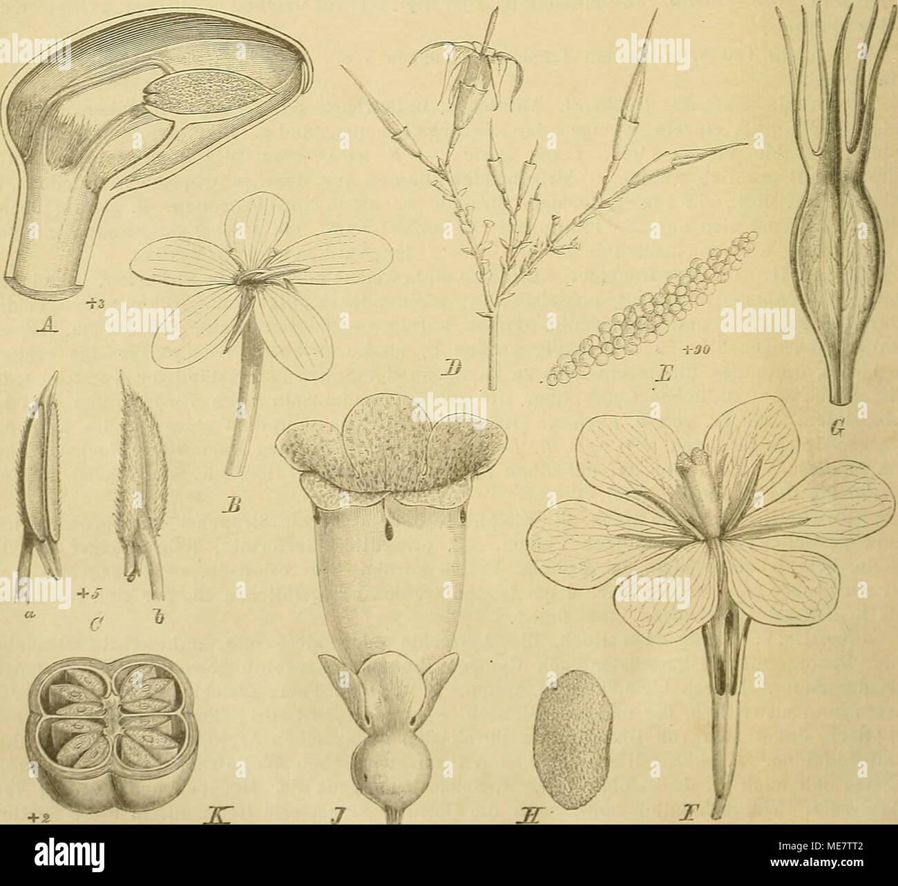 . Die Natürlichen Pflanzenfamilien : nebst ihren Gattungen und wichtigeren Arten, insbesondere den Nutzpflanzen . Fig. 2^. A—D Poaoqueria latifoUa (Lam.) R. et Seh. A Längsschnitt durch die Knospe; D 1!1. geöft'net; C Stb. von innen; D Stb. von außen. — E, F Randia acuminata (G. Don) Benth. E Blütenständchcu; /' PollL-nmasse.   f;-.j Gardenia flori da Linn. C ßl.; H Fr.; J S.: K Amaralia, cali/ciua (G. Uon) K. Sjh., Bl. — L Moretia senegalmsis Rieh., Fr. (Original.) Stock Photo