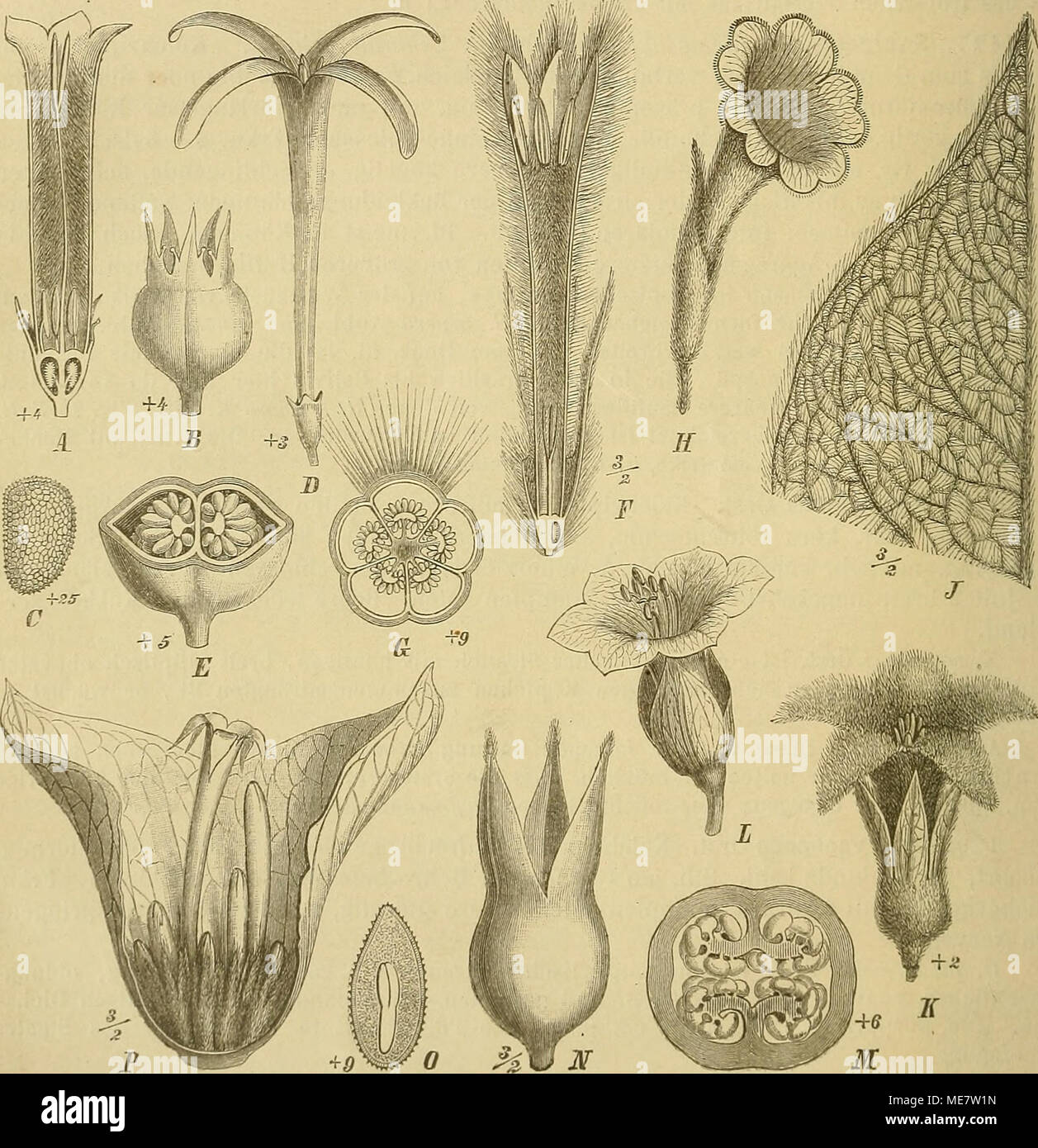 . Die Natürlichen Pflanzenfamilien : nebst ihren Gattungen und wichtigeren Arten, insbesondere den Nutzpflanzen . Fig. 20. A—C Mycetia longiflora (Wall.) K. Seh. A Bl. im Längsschnitt; B Fr.: C t?. — D, E Gouldia terminalis (Hook, et Arn.) Hbd. 1) ßl.; B Fr. — F, 6 Sabicca speciosa K. Seh. F Bl. im Längsschnitt; G Frkn. im Quer- schnitt. — 11 Eijipolis albiflora Karst., Bl. — J, K Sommera arhorescens Schlecht. J B. mit Moiröostreifung; K Bl. — L—0 Tammsia anomala Karst, i Bl.; 3i Fr. im Querschnitt; N Fr.; 0 S. im Längsschnitt. — P Stipu- laria ellipiica Schwfth., Blütenstand, vorderer Teil de Stock Photo