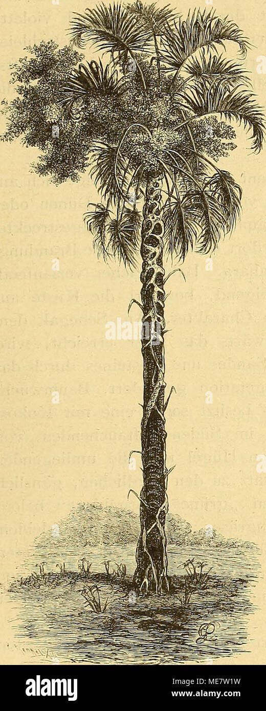 . Die Loango-Expedition ausgesandt von der Deutschen Gesellschaft zur Erforschung Aequatorial-Africas, 1873-1876 : ein Reisewerk in drei Abtheilungen . Hyphaene und junge Ficus. CAPITEL III. Scenerie westafricanischer Küstenstriche. — Pflanzenkleid der Loangoküste. — Die Sa- vane: das Mittelglied zwischen Wald und Steppe. — Vertheilung von Gräsern und Holz- gewächsen. — Veränderungen durch die Thä- tigkeit des Menschen. — Die Loangoküste ist von Natur ein Waldland. — Vegetationsfor- mationen. — Die Campinen: Grasbestände; Blumen; Wachsthum der Gräser. — Gras- brände. — Charakterstrauch der Cam Stock Photo