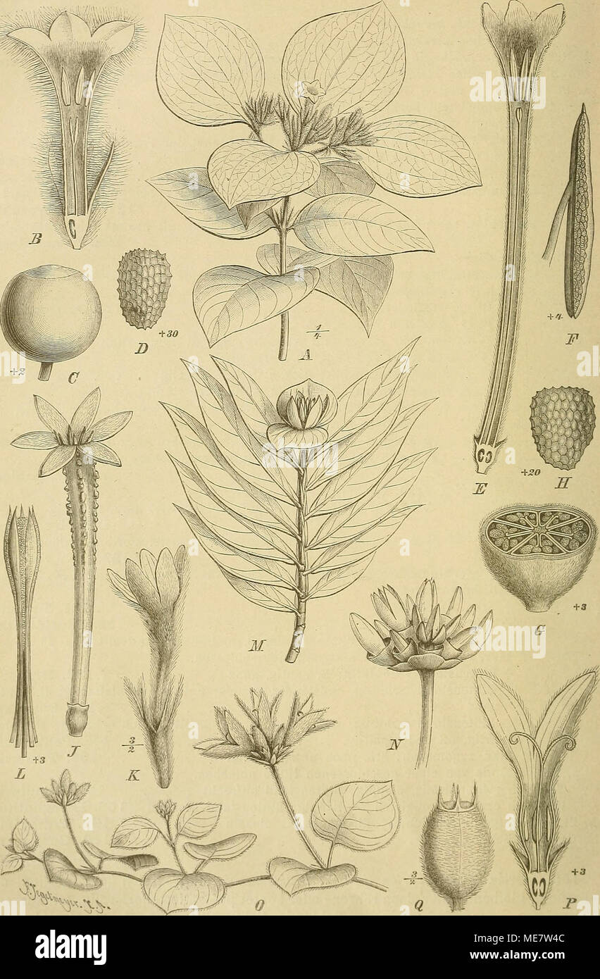 . Die Natürlichen Pflanzenfamilien : nebst ihren Gattungen und wichtigeren Arten, insbesondere den Nutzpflanzen . Fig. 25. 4, B Mnssaenda eruthrophylla Schum. et Tlionn. A Habitus; B Bl. im Längssclmitt — (7, D M. glahra Vahl C'Fr.; J&gt; S. — E-ll Isertia coccinea, (Aubl.) Yahl. E Bl. im Längsschnitt; i^ Stb.; 0 Fr. im Querbchmtt; HS. - J Cassupa verrucosa H. et B., Bl. — K, L Acrunthera seylanica Arn. A&quot; Bl.: /&gt; Androceura. - M Dulymo- chlamm Vihüci Hook, fll., Habitus fnach Icones pl. 1)22). — iV Schradera capitata Valil, kupfcheu. — U Cocco- cypselum Condalia JE'ers. 0 Habitus; F B Stock Photo