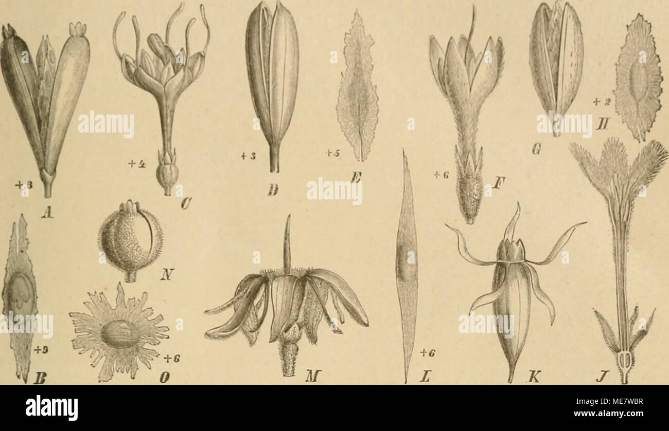 . Die Natürlichen Pflanzenfamilien : nebst ihren Gattungen und wichtigeren Arten, insbesondere den Nutzpflanzen . Fig. 17. A, B Pimentelia glomerata TVedd. A Fr.; i? S. — C—E Corynanthe panniculata Welw. C Bl.; D Fr.; ES. — F—H Hi/meiiodictyon excelsitm (Roxb.) Wall. F B].; 0 Fr.; Ä S. — .7—L Hymenopogon parasüicus Wall. / Bl. im Längsschnitte: K Fr.: LS, — M Coptospelta Griffithii Hook. 111., Bl. — jV, 0 Danais fragrans Commerc. iV Fr.; 0 S. (Original.) 1)9. Hymenodictyon Wall, (/üo-rm Höchst.) Kelchzähne ö—6, verlängert pfriem- lich, abfällig. Blkr. präsentierlellerförmig oder schmal glockig Stock Photo