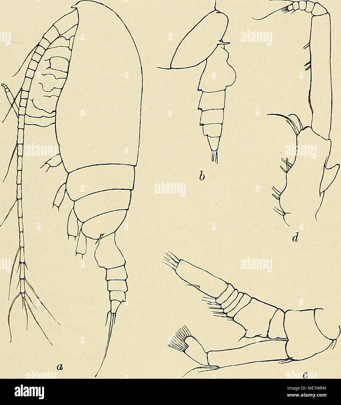 . Die Marinen Copepoden der Deutschen SüdpolarExpedition 19011903