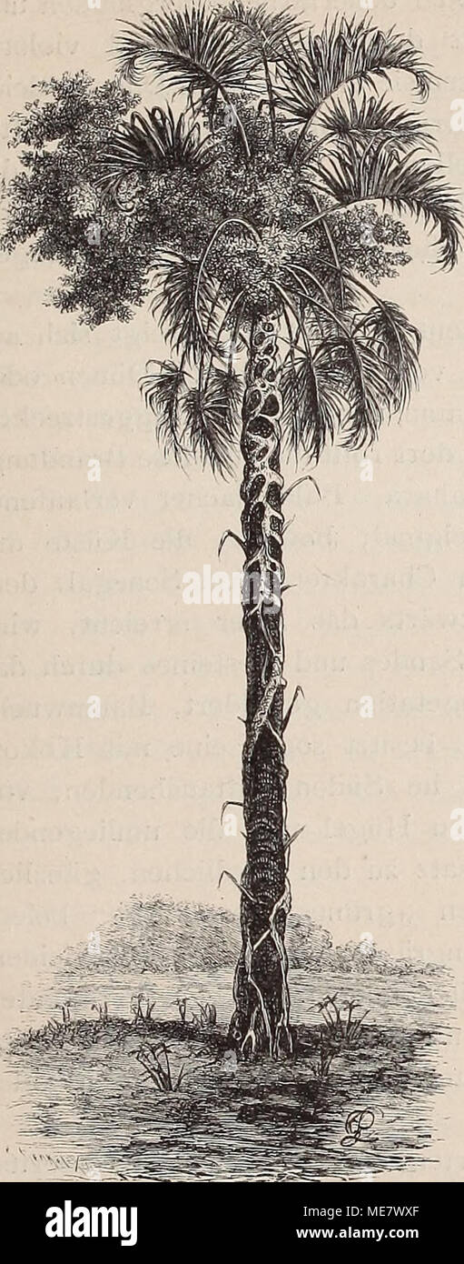 . Die Loango-Expedition ausgesandt von der Deutschen Gesellschaft zur Erforschung Aequatorial-Africas, 1873-1876. Ein Reisewerk in drei Abtheilungen . H)phaenc und junge Ficus. CAPITEL III. Scenerie westafricanischer Küstenstriche. — Pflanzenkleid der Loangoküste. — Die Sa- vane: das Mittelglied zwischen Wald und Steppe. — Vertheilung von Gräsern und Holz- gewächsen. —. Veränderungen durch die Thä- tigkeit des Menschen. — Die Loangoküste ist von Natur ein AValdland. — Vegetationsfor- mationen. — Die Campinen: Grasbestände; Blumen; Wachsthum der Gräser. — Gras- brände. — Charakterstrauch der Ca Stock Photo