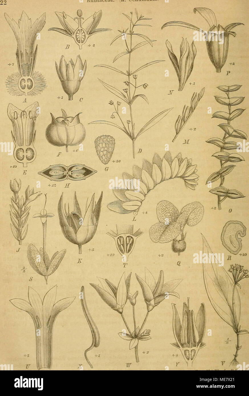 . Die NatÃ¼rlichen Pflanzenfamilien : nebst ihren Gattungen und wichtigeren Arten, insbesondere den Nutzpflanzen . Fig. S. ADenteÃ¼a repens Forst, ^^'^rn Lingssc^nm. - B, CSynapt^^Ã¼^^^^^ im LÃ¤ngsschnitt. - U-G Oldmlandm commlosa L D Habitns; A Bl. '^l^^^f !l'''^!&quot;;,f ,^0/A^// capitatum repens DC. Fr. im Querschnitt - J ^*.'''''?&lt;''&quot;'iÂ«%&quot;Â«'';'^- flachen -'il/ .V SpWadidii cacspitoso Bl. (BentU.) K. Seh. Fr. - L l'ohjnm yemtnala Hook, f- Â»'&quot;^/&quot;^^''S o'o Â° ,â ,â SiÃ¼taia liiere. Fr. - f^ â Â« Crt.ek- M Fruchtstand; .Y Fr. - 0 Ophiorrhiza Mungos L ^rnchtstand - P  Stock Photo
