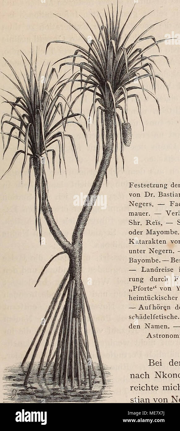 . Die Loango-Expedition ausgesandt von der Deutschen Gesellschaft zur Erforschung Aequatorial-Africas, 1873-1876. Ein Reisewerk in drei Abtheilungen . CAPITEL IV. Festsetzung der Reise nach dem Kuilu. â â Abschied von Dr. Bastian. â Pontanegra. â Gastmal eines Negers. â Factoreien von Loango. â Eine Stein- mauer. â VerÃ¤nderte Jahreszeit. â Am Kuilu. â Shr. Reis. â Stromfahrt. â Das Waldland Yombe oder Mayombe. â Der Kuilu als Bergstrom. â Die Katarakten von Bumina. â Kakamueka. â Leben unter Negern. ââ Der Hochwald von Yombe. â Die Bayombe. â Besuch beim HÃ¤uptling Nganga Mvumbi. â Landreise  Stock Photo