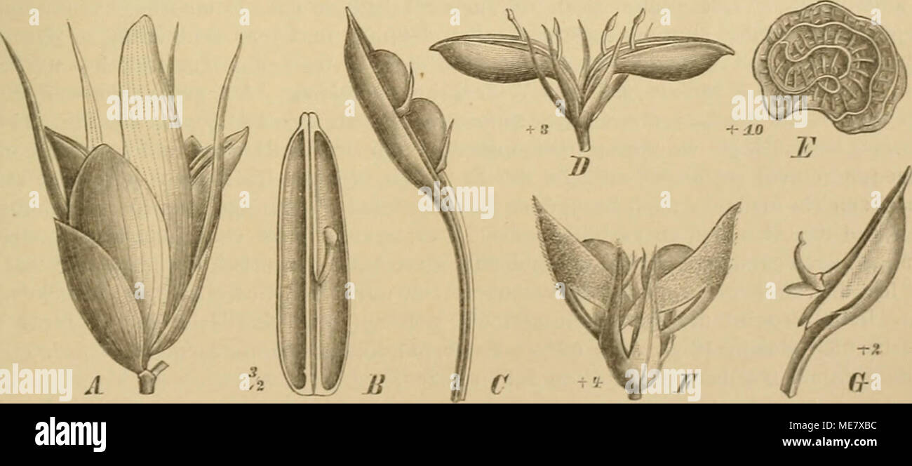 . Die NatÃ¼rlichen Pflanzenfamilien : nebst ihren Gattungen und wichtigeren Arten, insbesondere den Nutzpflanzen . Fig. 112. Kapseln von A, B Pseudoblepharis Prcnssit Lindau; C Ruttya speciosa (HÃ¶chst.) Bentb.: D Justicia .IttseUiowa (Nees) T. And.; TS. von derselben; F DicUptera I'ohlinna Nees; G Petalidium bailerioides (Botb) â '' (/'nach Flor. Bras.; alles Ã¼brige Original.) Nees. der Nabel an den meist Â± flachen S. unten an der Anheftungsslelle an den sofort nÃ¤her zu besprechenden Jaculatoren. WÃ¤hrend fÃ¼r die Contortae meist noch eine hÃ¶here Zahl von S. (2 â I 0) im Fach vorhanden is Stock Photo