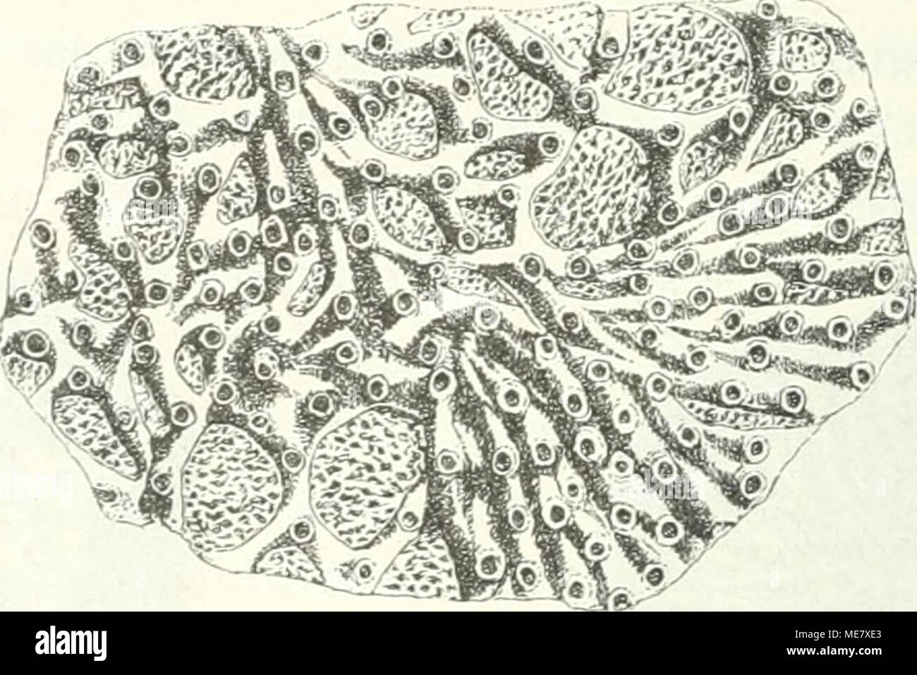 . Die Leitfossilien, ein Handbuch für den Unterricht und für das Bestimmen von Versteinerungen . Aulopora repens L. sp. Obersilur. Röhren entwickeln. Eine Unterscheidung von Helioporen- und Bryo- zoenstöcken ist oft schwer durchzuführen. Tuhulosa nannten Milne Edwards und Hai nie solche paläozoische Korallen, deren Kelche mehr düten- oder hornförmig aussehen. Familien und Gattungen der eigentlichen Rügosa (wesentlich nach F. Römer). A. 1. Septa deutlich entwickelt. 2. „ sehr kurz, rudimentär oder fehlend. 7. 2. Böden und blasiges Zwischengewebe (nach aussen hin) deutlich. 3. „ „ „ fehlend. G.  Stock Photo