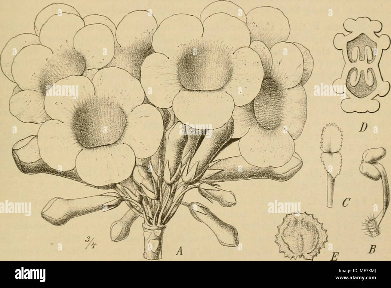 . Die Natürlichen Pflanzenfamilien : nebst ihren Gattungen und wichtigeren Arten, insbesondere den Nutzpflanzen . Fig. 9'J. A—I) Uncarina Didieri (Baill.) Stapf. A Blütenstand; AN.; C Stf.; D Querschnitt durch den Frku. E U. peltata (Baker) Stapf, S. (Original nach Material in Kew.) Etwa 4—5 Arten in Madagaskar. U. Didieri (Baill.) Stapf mit 6 cm lan.gen, und im Saume 4 cm breiten Bl., die in reichen Büscheln am Ende der Zweige stehen und im Schlünde tief rot, sonst aber goldgelb gefärbt sind (Fig. 99). Die Fr. enden in einen langen, spitzen und schließlich Aspaltigen Schnabel und sind mit 8 R Stock Photo