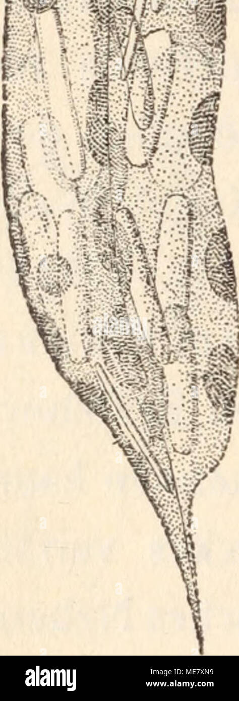 . Die Lichtsinnesorgane der Algen. Studien zum Ausbau der vegetabilen Reizphysiologie I . Fig. 10. Teilungsstadium von Euglena acus. ^ A. Zimmermann, Der Augenfleck (Stigma). Sammelreferate aus dem Gesamtgebiet der Zellenlehre. 10. (Botan. Centralblatt. 1894. S. 163.) ^ L. Guignard, Developpement et Constitution des Antherozoides. (Revue generale de Botanique. I.) Stock Photo
