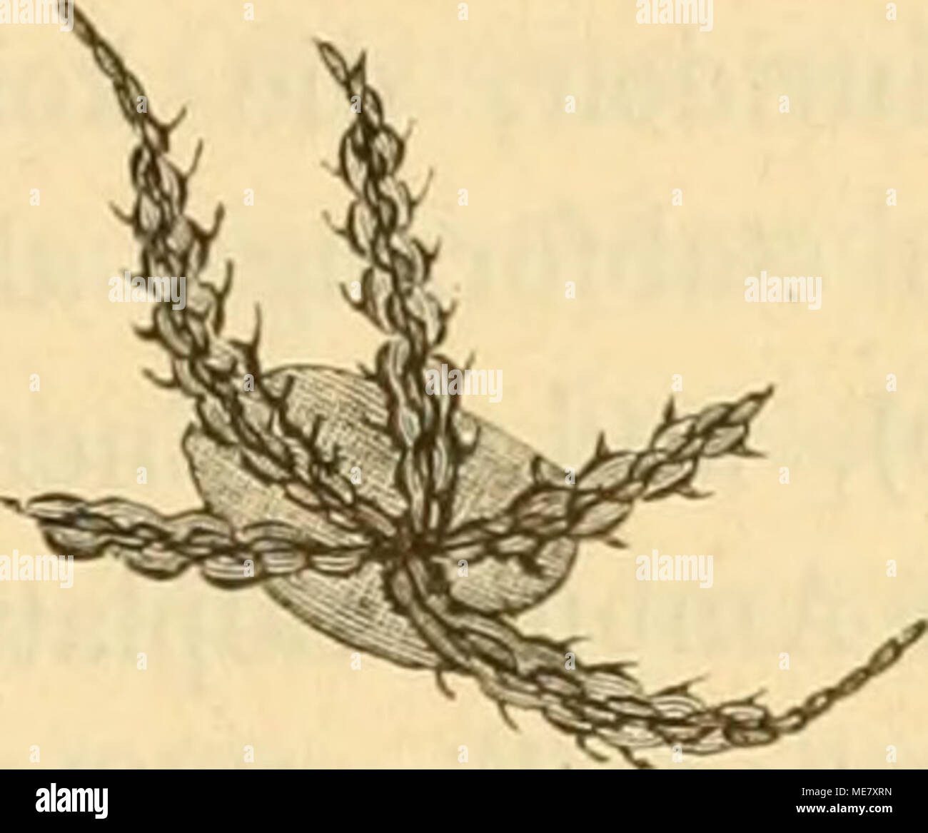 . Die Leitfossilien ein Handbuch für den Unterricht und für das