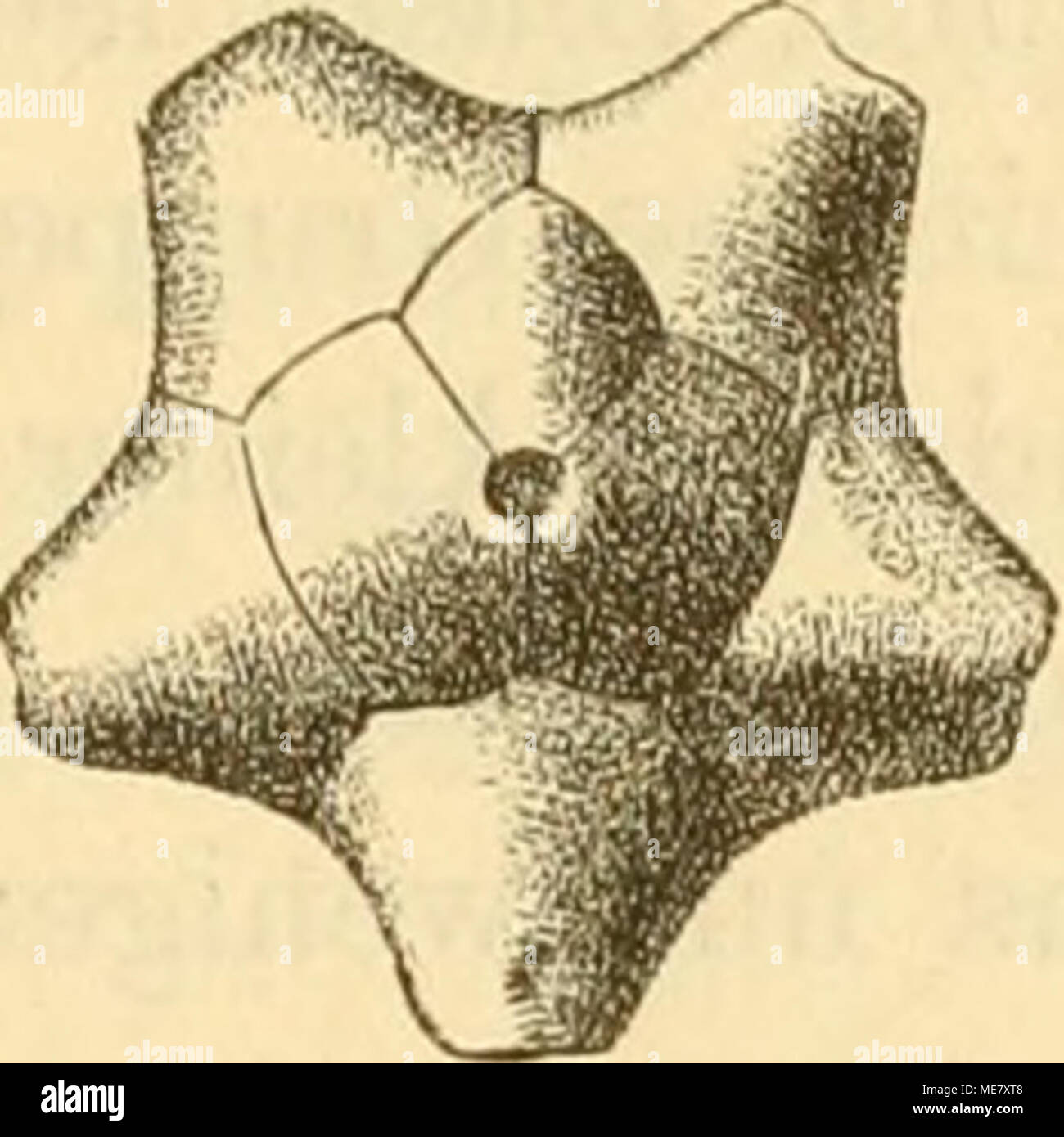 . Die Leitfossilien ein Handbuch für den Unterricht und für das