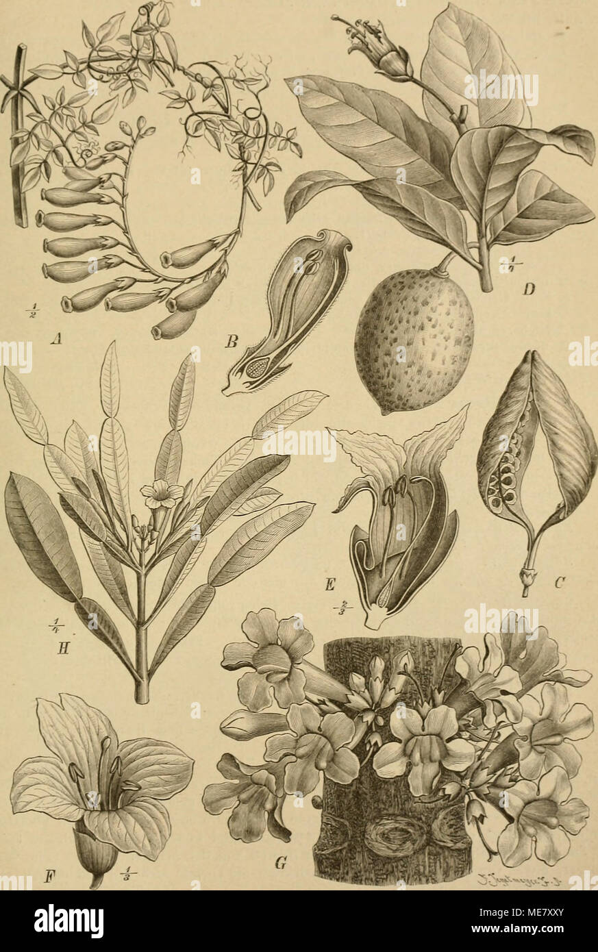 . Die Natürlichen Pflanzenfamilien : nebst ihren Gattungen und wichtigeren Arten, insbesondere den Nutzpflanzen . Fie. l!;j. A—C Eccremocarpus scaber Bniz et Pav. A Tracht; B Bl. im Längsschnitte; C Fr. - D Enallagtna cucurhitina (Linn.) H. Baill., Tracht. — £ Crescentia Cujete L„ Bl. — F KigtUa africana (Lam.) Benth., BI. - G Colea floribunda Boj., Blütenstand. — H Phßlurthron madagascariense (Boj.) K. Seh., Tracht. {A u. G nach Bot Mag.; B n. C nach Bnreau; D nach Jaquin; E nach Baillon; Ä Original.) Stock Photo