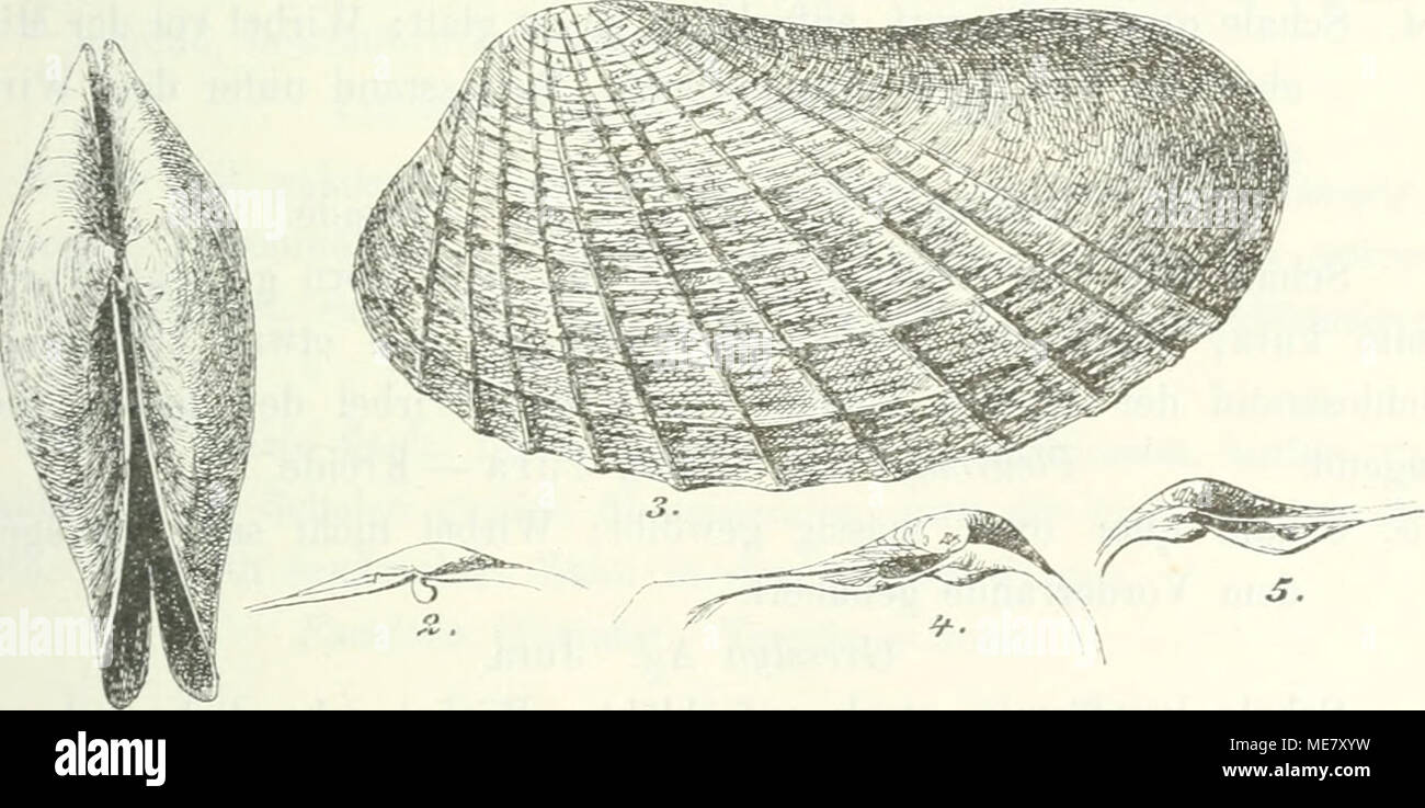 . Die Leitfossilien, ein Handbuch für den Unterricht und für das Bestimmen von Versteinerungen . 1., L'. Glycimeris Heberti Bosqu. Oligocän. 3. Pholadomya Royana D'Ürb. Ceuoman. 4., 5. Pholadomya Candida Lam. Recent. Mantellinie vielfach unterbrochen. Schlössrand zahnlos. Hinterseite kürzer. Cyrtodaria Daudin. Jungtertiär — Jetzt. Pholadomyidae. 1. Schale gleichklappig. 2. Schale ungleichklappig, die rechte Schale höher gerückt als die linke. Stock Photo