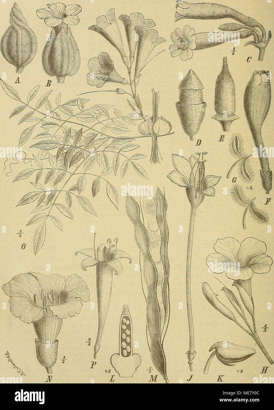 . Die Natürlichen Pflanzenfamilien : nebst ihren Gattungen und wichtigeren Arten, insbesondere den Nutzpflanzen . Fig. &amp;9. Ä, B Fridericia speciosa Mart. A Knospe; B Bh — C Phaedranilms huccinaiorius (P. DC.) Miers, Bl. — I&gt;, E lundia wmlrosa (H. B. K.) Bur. D Knospe; E Frkn. - F, 0 Adcnocalijmma foveolatum (P. DC.) K. ScU. FBI.; 0 Stb. — H Phryganocydia corymhoaa (Vent.) Bnr., Teilblütenstand. — J, K mUüif/toma hortexsts hnn. hl. / Bl.; K Staubbeutel. — /-. M Mcmora nodosa (P. DC.) Miers. L Frkn. angcsclmitten ; .1/ Kr. - N Oroxi/lon tiidi- cutn (Linn.) Vent., Bl. — 0 Pleonotoma jaümi Stock Photo