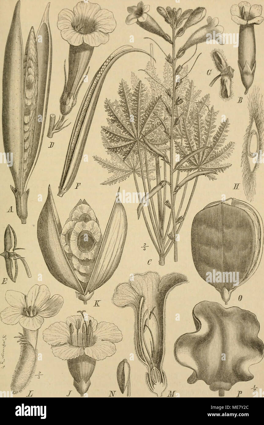 . Die Natürlichen Pflanzenfamilien : nebst ihren Gattungen und wichtigeren Arten, insbesondere den Nutzpflanzen . Fig. 90. A Campsis rodicant (Linn.) Seem., Fr. — B Campsidium chüense Seem. et Keiß., ßl. — C Argylia ra- diata (Linn.) D. Don, Tracht. — D—F Incarvillea sinensis Lam. D Bl.; E Staubbeutel; F Fr. — 0, H Amphicome arguta (Roxb.) Lindl. G Staubbeutel; US. — /, K Rhigozum trichotomumhnxch. J 131.; A'Fr. — L Catopliractes Alezandri G. Don, Bl. — M, ^' Jacaranda tomeniosa R. Br. jU Bl.; ^V Staubbeutel. — 0 jf. Copaia (Aubl.) D. Don, Fr. — F J. hrasiliana (Lam.) Pars., Fr. [D nach Bot. M Stock Photo