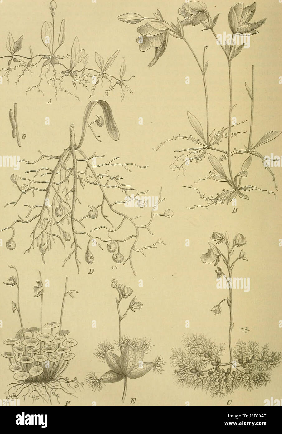. Die Natürlichen Pflanzenfamilien : nebst ihren Gattungen und wichtigeren Arten, insbesondere den Nutzpflanzen . f ig. 47. ü'tricularia. A Habitnsbild von U. Schimpiri Schenk. — B desgl. von U. Jamesoniann D. Oliver. — C desgl. von U. tulgaris L. — D Vegetationsorgane von U. bifida L. — E Blütenstand von U. steltaris L. — /''Habi- tusbild von U. peltata Oliver. — O eine Blütenschnppe von U. palatina G. Weber. [A nach H. Schenk 1. c.; D Vi. F nach Oliver 1. c; G nach Benjamin, in Fl. Brasil. 1. c; das übrige Original.) Stock Photo