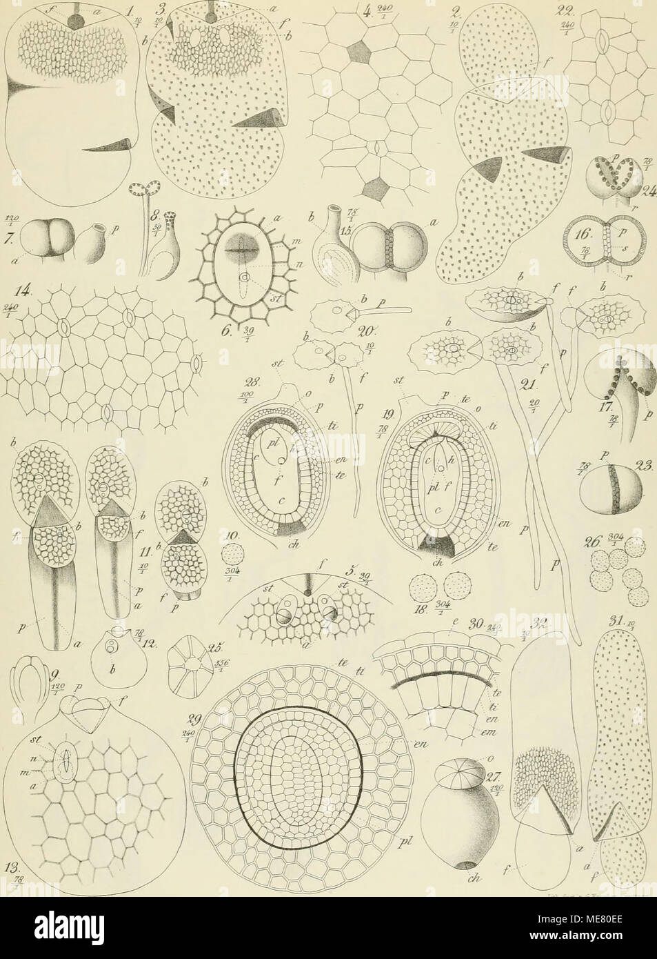Wolffia Drawing Drawing Of Wolffia Plant
