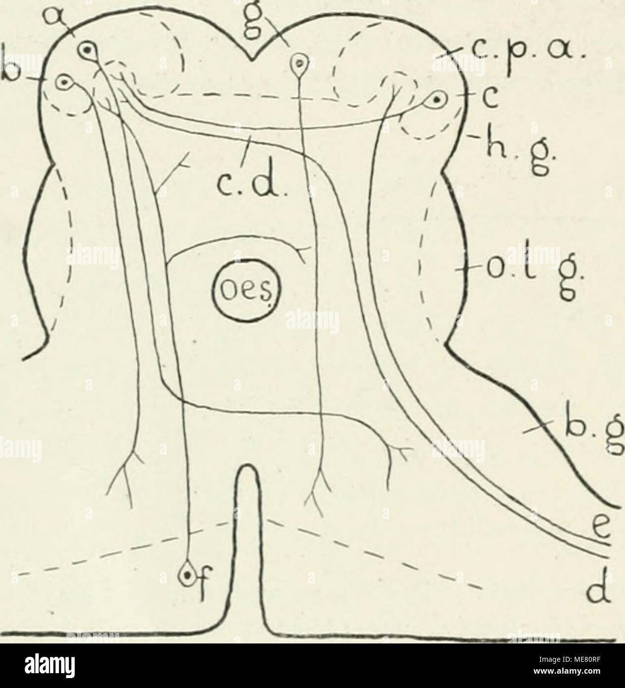 . Die Leitungsbahnen im Nervensystem der wirbellosen Tiere . Schematischer Querschnitt durch da.s Zentralnervensystem von Epeira. Nach Haller (1912). a, b, c, f, g = Ganglienzellen d, e = Nervenfasern -'^ h. g. = Bauchganglion r. d. â commissiu-a dorsalis r. p. a. = corpus pedunculatun; anterius h. g. â -=â Hirnganglion oes. = Loch, wo der Oesophagus liin- durchtritt. o. l. g. = Oberlippenganglion Die StricheUinieu begrenzen die (Jang lienzellgruppen. Organe. Bei den Sinneskegeln und Sinnesborsten sah er unter der Grup- pe von Sinneszellkernen eine Gruppe in Nervenfasern gelagerter Kerne. Die  Stock Photo