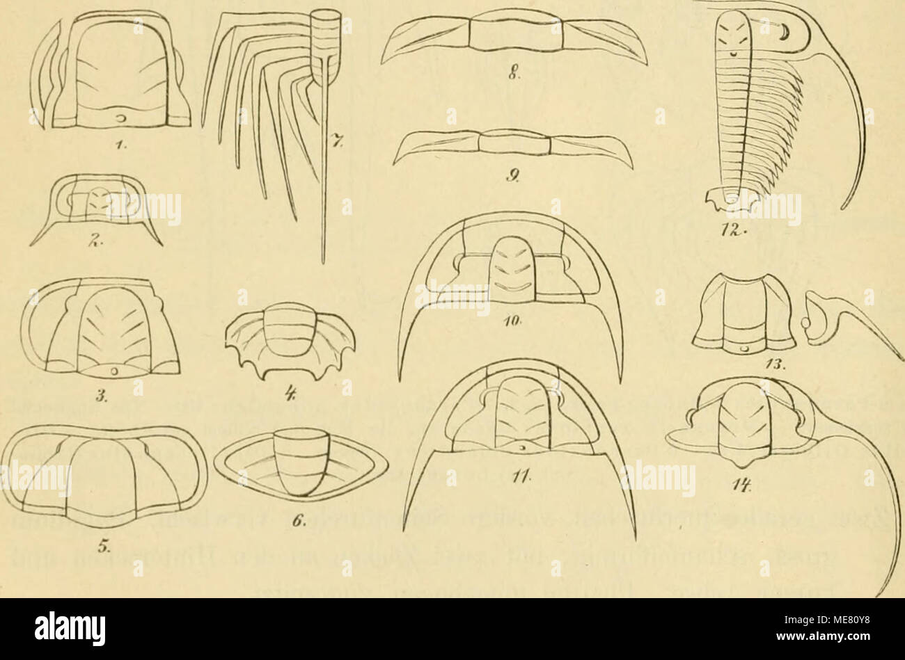 Page 2 Costatus High Resolution Stock Photography And Images Alamy