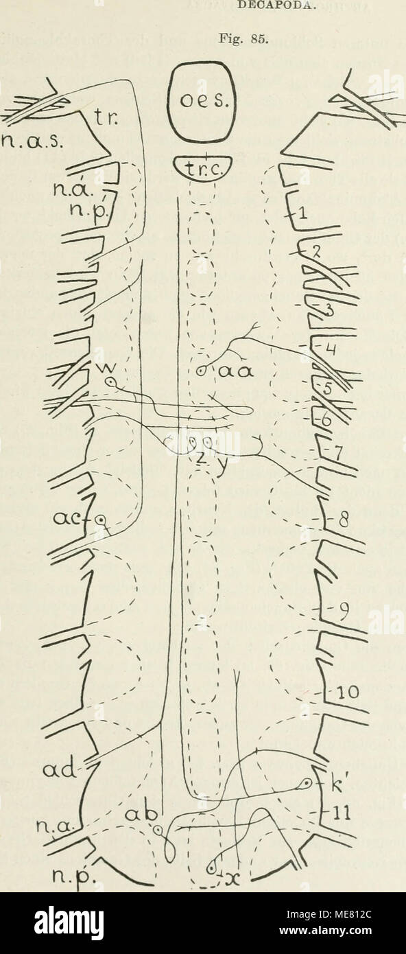 . Die Leitungsbahnen im Nervensystem der wirbellosen Tiere . 249 &quot;ob 0) 0) «3 ^ yj s,^ t-i 03 ?» .'S S o fH aj kj O u § -S ® c ^ .2 .2 © +5 O ® 0 S bO 02 bC S ÖD 'S SP 2 &quot;^ ö -5) .2 Cg u^ ^ ö -^ CO ö 5 ® 2 03 Ä 3 SO ö 5^ ® &gt; &gt; 2 ii» -H Ö °° ?i. .2 s j2 N S ^ § W G -^ G Cä ID ja t » &quot; m es '&quot; ^ bO G 08 ^ .2 a © o w © I-) N y ^ J II ü G ö cö 08 « GO-§ &gt; 2 i ^ § ö o S 03 -^ 03 „ -2 1 Stock Photo
