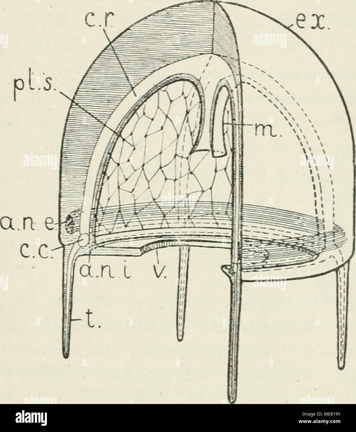 . Die Leitungsbahnen im Nervensystem der wirbellosen Tiere . Das Nervensystem einer Hydromeduse. Abge- ändert nach BüTSCHLi (1912), Fig. 314. Der linke vordere Quadrant des Tieres durch zwei Radialschnitte, die bis zirr Achse gehen, herausgeschnitten. a. n. e. = annulus nervosus externus, äußerer Nervenring. a. n. i. = annulus nervosus internus, innerer Nervenring. c. c. = canahs circularis. c. r. = canalis radialis. ex. = exumbrella. m. = manubrium. pl. s. = plexus subumbrellaris. t. = tentaculuni. V. = velum. BoEHM (1878) beobachtete zer- streute Ganglienzellen im Xervenringe des Glockenrand Stock Photo