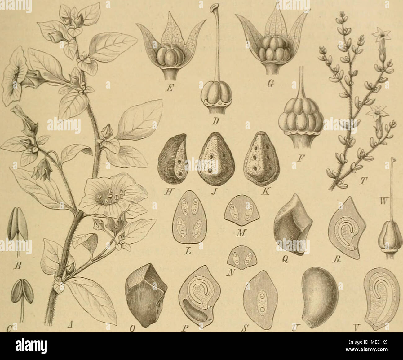 . Die Natürlichen Pflanzenfamilien : nebst ihren Gattungen und wichtigeren Arten, insbesondere den Nutzpflanzen . Fig. 1. A—E u. H—y Solana prostrata L. A Blütenzweig; B n. C Stb.; D Stempel; K Fr.; H Teilfr. von der Seite; J n. K von innen, J mit 4, K mit 6 S.; i Längsschnitt dorcli J; M Querschnitt durch / im unteren, X im oberen Teile. — /', G Xi rupestris Phil. F Frku.; (? Fr. — 0 Teilfr. von .V. rupestris Ph.; P dieselbe im Längs- schnitt. — Q Teilfr. von N. ochrocarpa Phil.; R u. S Längsschnitte durch dieselbe.— T—Y Dolia brevi/olia Phil. T Blütenast; ü Xüsschen; V dasselbe im Längsschni Stock Photo