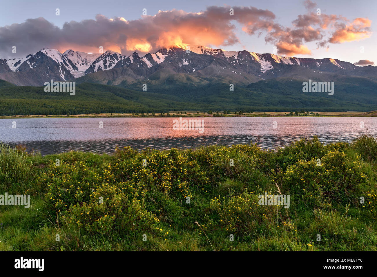 Amazing landscape with mountains, snow and forest on the slopes, bushes of Kuril tea on the shore of the lake and pink clouds at sunset Stock Photo