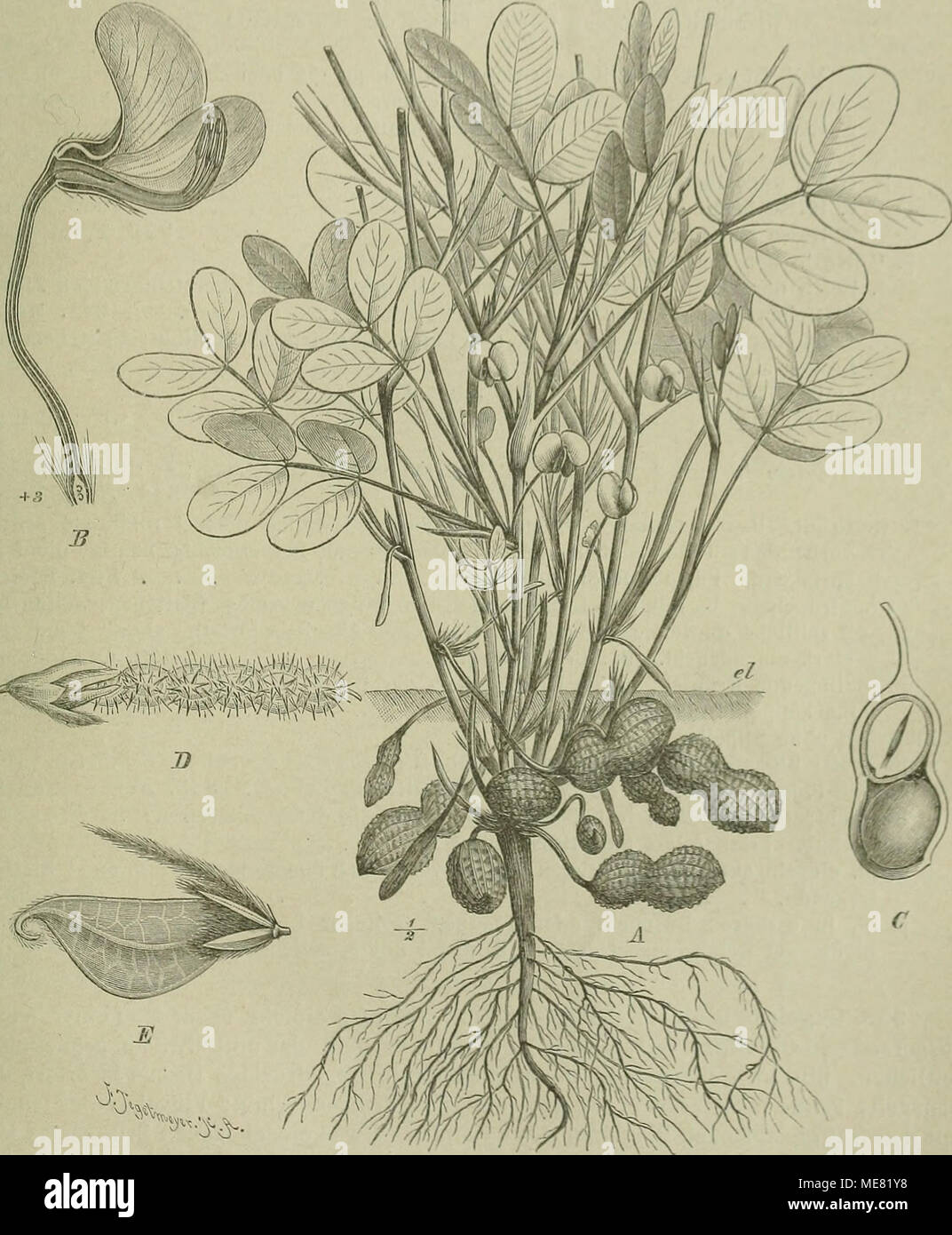 . Die Natürlichen Pflanzenfamilien : nebst ihren Gattungen und wichtigeren Arten, insbesondere den Nutzpflanzen . '•ö^..'^^^ Fig. 125. Ä gauze Pfl. vou Arachis hypogaca L., el Erdlioden; B einzelne Bl. derselben im Längsschnitt; C Hülse der Länge uacli durchgescliuitten. — D Hülse mit dem stehenbleibenden Kelch von Zornia diphyUa Pers. — E Hülse mit Kelch und dem federhaarigen Aehsenende von Stylosanthts capitata Vog. (Original.) III. 7 f. Papilionatae-Hedysareae-Desmodiinae. A. Blättchen mit Stipellen. a. Frkn. mit 2—co Sa. a. Hülse so lang oder länger als der Kelch und aus ihm hervorrasend. Stock Photo