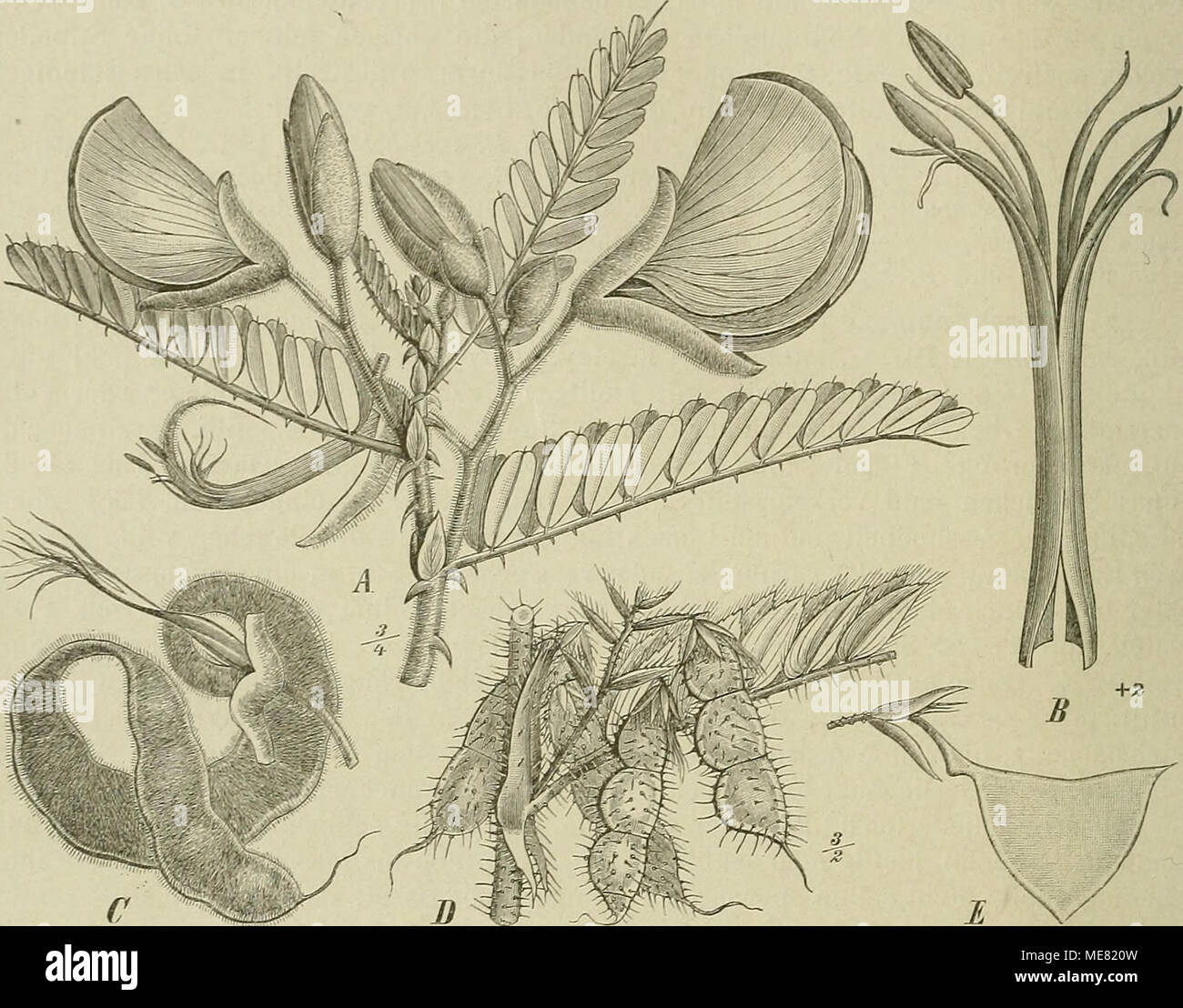 . Die Natürlichen Pflanzenfamilien : nebst ihren Gattungen und wichtigeren Arten, insbesondere den Nutzpflanzen . Fig. 124. A blühender Zweig von Äeschynomene Ulaphroxylon (QuiU. et Pen-.) TsiXi.). B Staubblattscheide; C Hülse derselben. — D Stengelstück mit gespornten Nebenb. und Hülsen von A. americana L. — E Hülse von Ä. trigono- carpa Taub. (Original.) 325. Cyclocarpa Afz. emend. ürban. Kelch 2lippig, Oberlippe ganzrandig oder kurz 2zähnig, Unterlippe ganzrandig oder kurz 3teilig. Blb. fast gleich lang; Fahne ver- kehrt-eiförmig, nach dem Grunde zu keilförmig; Flügel länglich, sehr stumpf Stock Photo