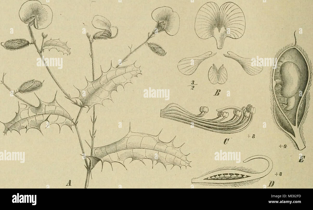 . Die NatÃ¼rlichen Pflanzenfamilien : nebst ihren Gattungen und wichtigeren Arten, insbesondere den Nutzpflanzen . lOG. Cliorisema ilici/olinm LaLill. A blÃ¼liouder Zweig; B Blb.; C Stl). und Gr.; D Frkn. im LÃ¤ngsschnitt; E HÃ¼lse nach Entfernung einer Klappe. (Original.) 166. Mirbelia Sm. {Dichosema Ben[h., Oxycladium F. y. MÃ¼U.'^). Kelch und Blb. wie bei Chorizema. nur Scliinchen breiter und kÃ¼rzer, seltener fast so lang wie die FlÃ¼gel. Frkn. sitzend oder gestielt, mit 2âod Sa. Gr. meist kurz, eingekrÃ¼mmt, mit kopffÃ¶rmiger N. HÃ¼lse eifÃ¶rmig oder lÃ¤nglicli, der LÃ¤nge nach 2fÃ¤cherig Stock Photo
