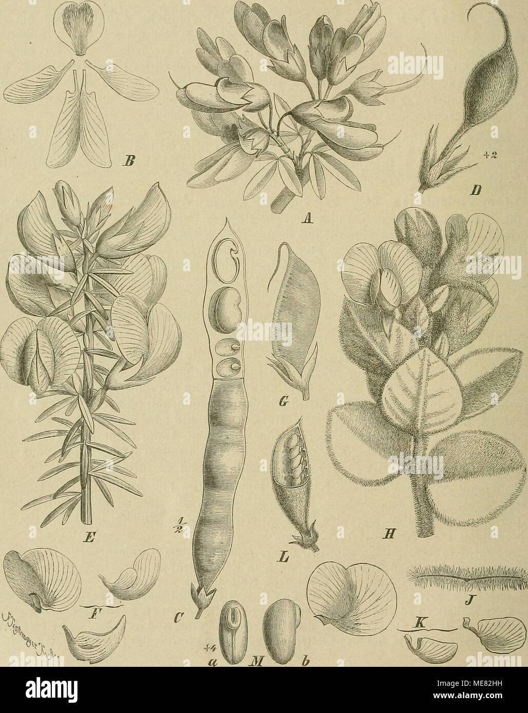 . Die Natürlichen Pflanzenfamilien : nebst ihren Gattungen und wichtigeren Arten, insbesondere den Nutzpflanzen . Fig. 104. A—C Anagyris foetida L. A Blütenzweig; B ßlb.; Ü Hülse, oben lialb oifen, um die S., von denen einer im Längsschnitt, zu zeigen. — D Hülse von Baptisia Lecontii Torr, et Gray. — E—0 Cyclopia genistoides DC. E Blütenzweig; F Blb.; G Hülse. — H—K Podalyria cordata E. Br. IT Blütenzweig; J Querscbnitt durcli ein B., um dessen Dicke zu zeigen; TT Blb. — L, M Podalyria cnneijolia Vent. L Hülse, halb geöffnet; M S., a von der Bauchseite, 6 von der Seite. (Original; soweit nicht Stock Photo