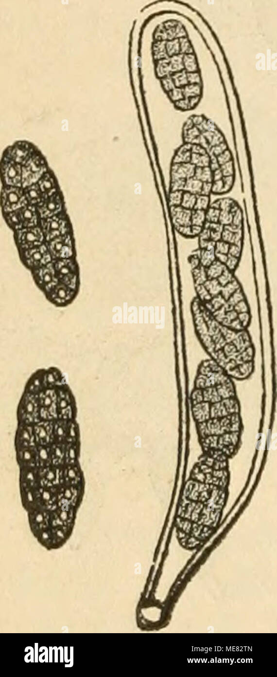 . Die krankheiten der pflanzen, ein handbuch fur land-und forstwirte, gartner, gartenfreunde und botaniker . m- 62. Pleospora putrefaci- ens. (Sin ©poreu= ÄvaufcifvantDeit ff&quot;»* «»^ einem ^e= bev ftavtoffeln. &quot;«)&quot;i&quot;?» . »&quot;^ , &quot;j]^^ mauerförmig üielgelli» gen braunen ©poren, öon benen jmei bancben bei nod) ftärferer 3]er= gröf^ernng. 0 Siebermann'g (Sentralbl f. Slgrifultnrd^emie, 1875. II., pag. 280. 2) «ranff)eiten ber Äulturgemäd)fe, pag. 200, nnb 33erid)te au§ bein pl)i)f. 8abor. b. lanbm. 3uft., .«palle 1872, pag. 90. Stock Photo