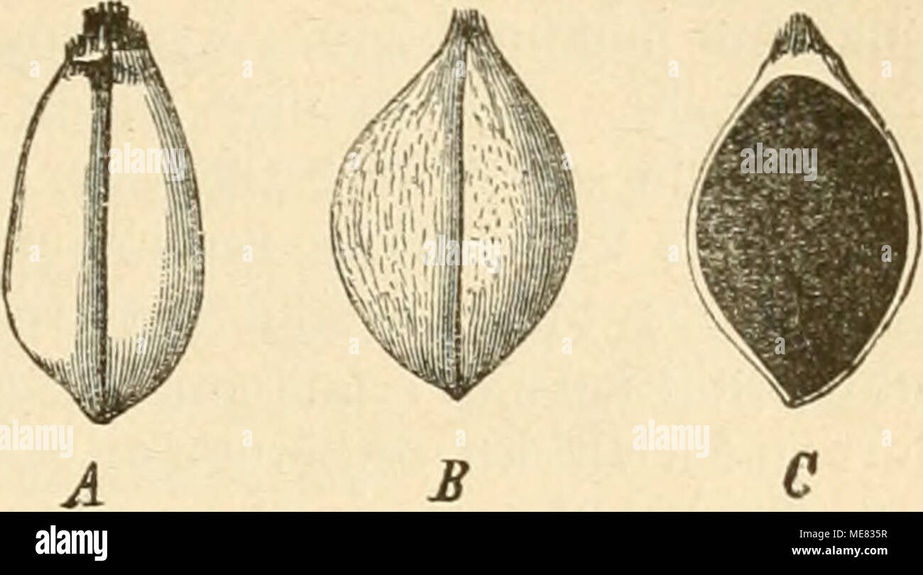 . Die krankheiten der pflanzen, ein handbuch fur land-und forstwirte, gartner, gartenfreunde und botaniker . 3(uf Juncus. m 20. A c3efunbe!§ SBeijenforn. B 33 r a n b f ü r ii be§ 2Beiäen)ieiubranbeS (Tilletia Caries Tid.). C bafjelbe im ®ur(i)fcl)nitt, ganj mit Sranbmaffe erfüllt. l.Cintractiaaxicola Cor;&gt;N (Ustilago axkola.Berk.), im 33lütenftanb Stuf ©weiaceeii. non Cyperus, Fimbristylis unb Scirpus in 5Rorbamerifa unb SSeftinbien. 2. Cintractia Junci T&gt;r/. (Ustilago Junci Sc/nv.) im 231üten= ftanbe non Juncus tenuis in 5)^orbamerifa. III. Tilletia Tu/. S)ie (S:poren finb eiujellitj,  Stock Photo