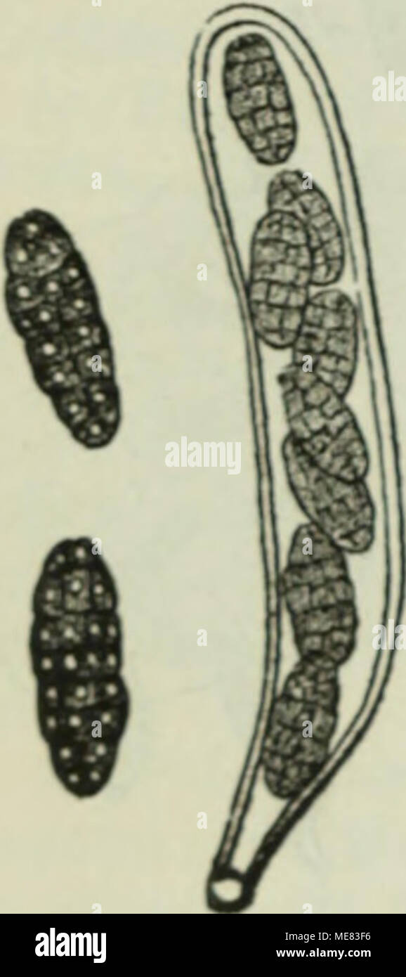 . Die Krankheiten der Pflanzen; ein Handbuch für Land- und Forstwirte, Gärtner, Gartenfreunde und Botaniker . AJa. 2. Pleospora putrefaci- en*. (5in Sporen« jträufrifranrDeit fd^laud) au6 einem i^e« maueriormig oiel^elli« gen braunen Sporen, oon benen ^luei bau eben bei nod) ftärferer i)er= gröfjemng. •) S?iebermann'ö CSentralbl f. 2(grifulturd)emie, 1H7.'&gt;. II., pag. 2.so. ») .N{rautl)eiteu ber Multurgemäd)fe, pag. 200. unb 55erid)te ans bem p^Dj. «abor. b. lanbm. ;$nft., Jpalle 1872, pag. iiO. Stock Photo