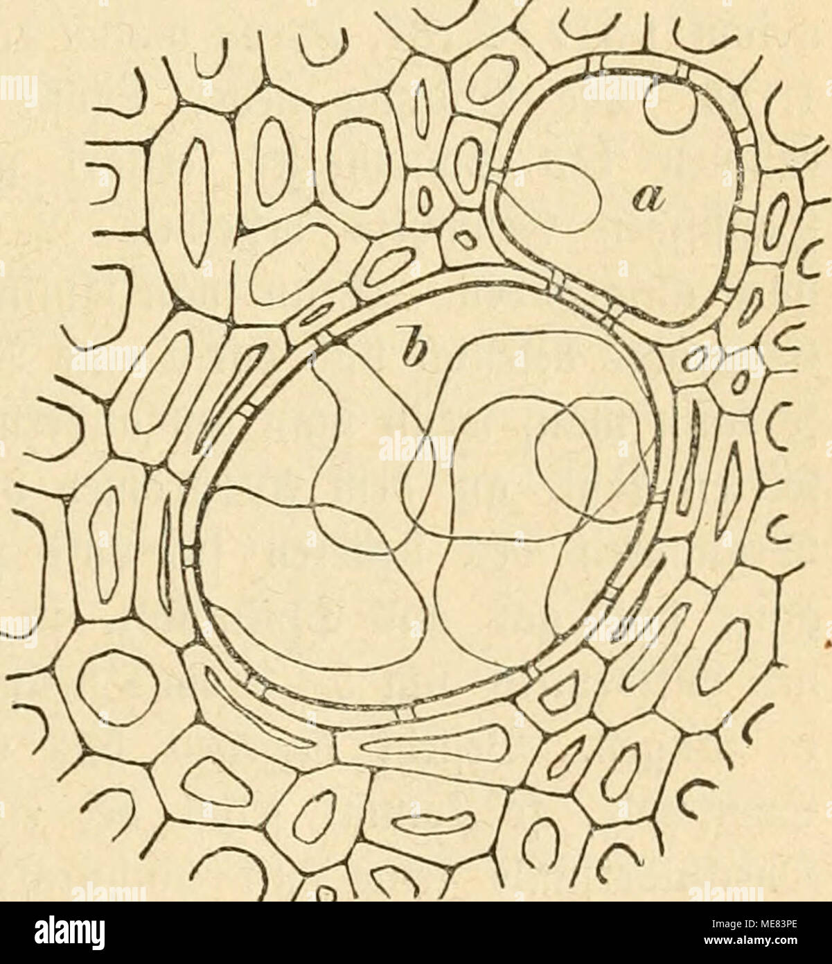 . Die krankheiten der pflanzen, ein handbuch fur land-und forstwirte, gartner, gartenfreunde und botaniker . 5-tg. 5. aSUbuttg »Ott 2;^t)nett in beit ©efäBeit bc§ .poljcci üon Balsamea abyssinica; inait fiel)t, baii bie 3;i)üen bUifenfönitigc Slitöftülpungeu ber bem ©efä^e angrenjeitben 5)5arcnd)l)m= gelten finb, a 3tnfangä=, b fpäterc^f^ Stabtinn. D^acb S£fd)ird). ') Über Silbung ber St)t)(Ien ift ju oergleidjen: Solan. Beitg- 1845, pag. 225. — 9tee§§, bafelbft 1868, pag. 1. — Unger, @i|ung§ber. ber Sßtener 2lfab. 1867. — 33öl)m, bafelbft 1867. — 5)lolifd), bafelbft 1888, pag. 264. 3* sr)önci Stock Photo