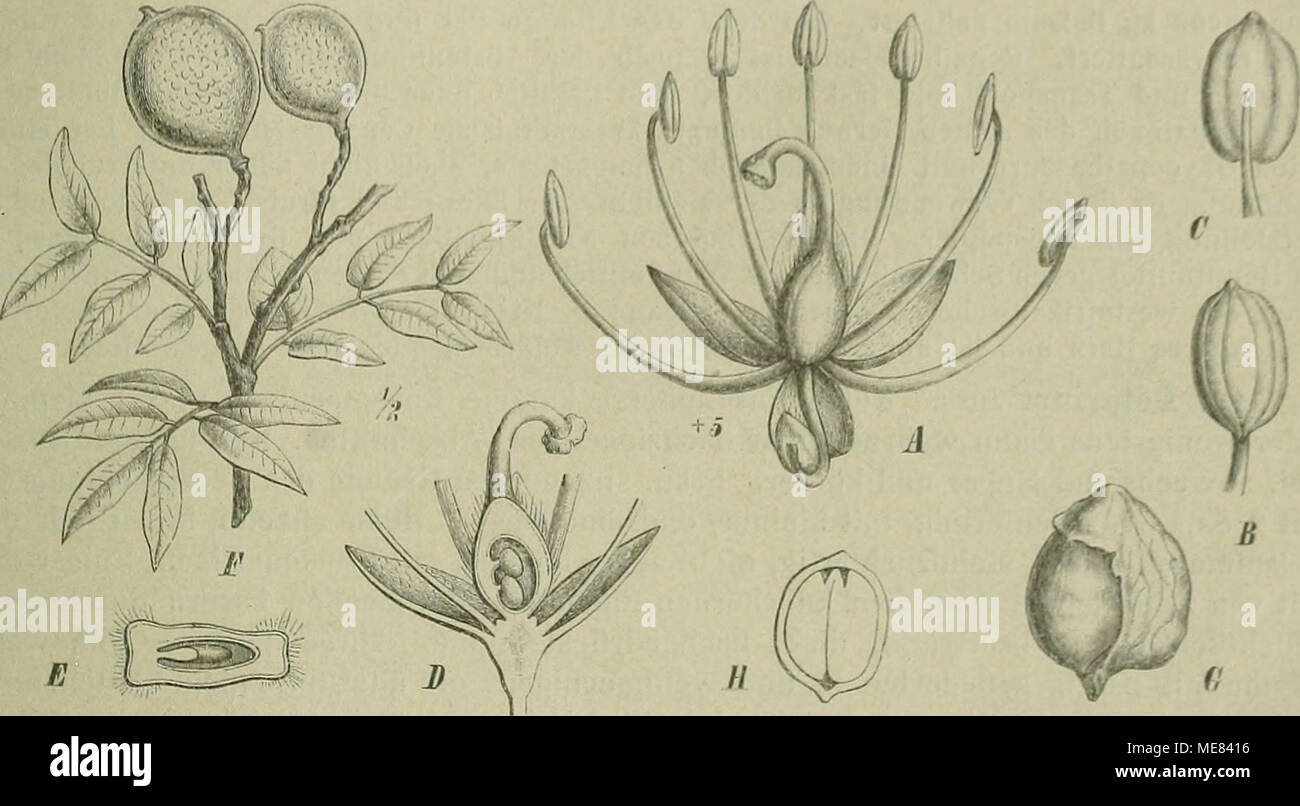 . Die Natürlichen Pflanzenfamilien : nebst ihren Gattungen und wichtigeren Arten, insbesondere den Nutzpflanzen . Fig. 76. Copaiba Langsciorffii (Uesf.) 0. Ktze. A einzelne Bl.; 5 A. von vorn, C von hinten gesehen; 2/Längsschnitt durch den Frkn., E Querschnitt desselben; i?&quot; Fruchtzweig; G S. mit Arillus: f Längsschnitt des S. (Nach Fl. hrasil.) 42. Copaiba Älill. {Copaifera L.) Kelch mit kurzem Receptaculum und 4 .dach- ziegelig deckenden oder fast klappigen Abschnitten. Blb. fehlen. Stb. 8—10, frei, mit kahlen Slf. Frkn. gestielt, frei im Grunde des Receptaculums, mit 2 Sa. Gr. fadenför Stock Photo