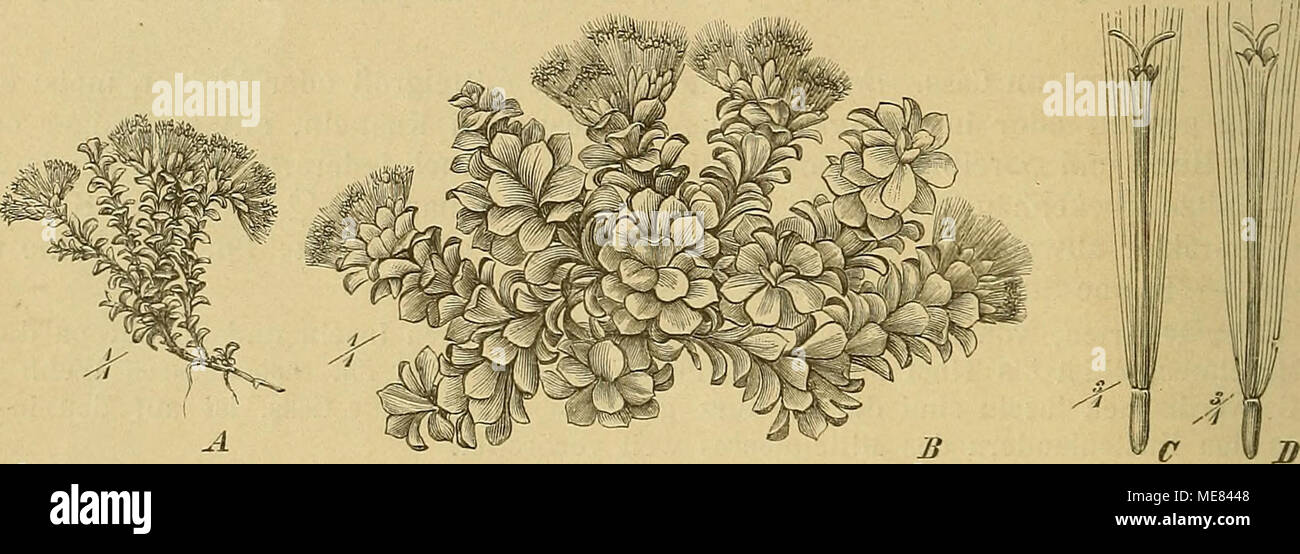 . Die Natürlichen Pflanzenfamilien : nebst ihren Gattungen und wichtigeren Arten, insbesondere den Nutzpflanzen . Fig. 97. A Raoulia australis Hook. fll. — B Raoulia catipes (DC.) Hook. fll. C, D Q, und ^ Bl. der letzteren. (Original.) 18 Arten, 16 in Neuseeland, darunter R. australis Hook. fil. (Fig. 97 A),  in Victoria und Tasmanien, R. catipes Hook. fil. (Fig. 97 B—D), 1 Tasmanien und Neuseeland gemeinsam, R. Planchoni Hook. fil. 233. Cassinia R. Br. Kf. klein, in Rispen oder Ebensträußen, homogam oder mit wenigen Q Bl.; Hüllb. trockenhäutig, gefärbt, die inneren zuweilen mit kleinen, stra Stock Photo