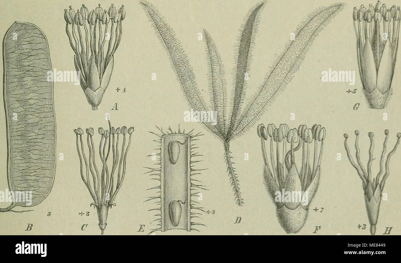 . Die Natürlichen Pflanzenfamilien : nebst ihren Gattungen und wichtigeren Arten, insbesondere den Nutzpflanzen . Fig. 72. -4. BL, B Hülse von Elephantorrhisa BtacheUii Benth. — 0 Bl., B Hülse, E Stück derselben von Schraiiciia uncinaia Willd. — F Bl. von Piptadenia contorta Benth. — G Bl. von Plathymenia reticuJata Benth. — S Bl. von Xylia xylocarpa (Roxb.) Taul).. Bei C, F und H Anthereudrüsen abgefallen. (Original.) 2 4. Xylia Bentb. Bl. sitzend, Szäblig, meist 8; Kelch röhrig-glockenförmig, kurz gezähnt; Blb. am Grunde leicht zusammenhängend; Stb. 8 oder 10, frei, exsert; Frkn. sitzend, mi Stock Photo
