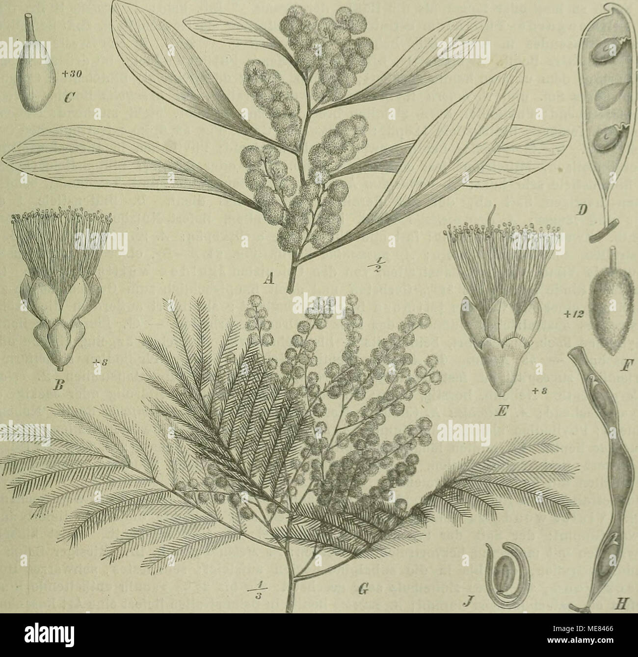 . Die Natürlichen Pflanzenfamilien : nebst ihren Gattungen und wichtigeren Arten, insbesondere den Nutzpflanzen . Fig. 64. A—D Acacia pycnaniha Benth. iL Blütenzweia; fi Einzelbl.; CFrkn.; /; Hfüse — E—H A dicurrtns WiUd. E Einzelbl.; F Frkn.; G Blütenzweig; H Hülse. — JB. von A. cijclops A. Cnnn. (Original.) nervenlos. Köpfchen kugelig, a. Pliyllodien flach: Ä. latipes Beuth., coclilearis Wendl. in Südwestaustralien, b. Phyllodien fast stielrund: A. teretifolia Benth. in Südwestaustralien. 3. Uninerves Benth. Phyllodien Inervig. Köpfchen kugelig, a. Blb. gestreift: A. auroiiitens Stock Photo