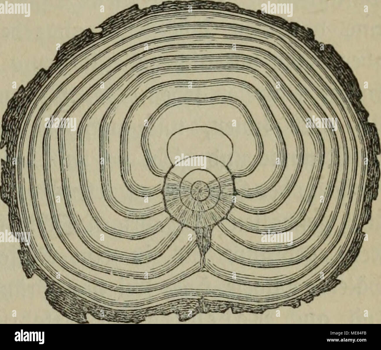 Titit hi-res stock photography and images - Alamy