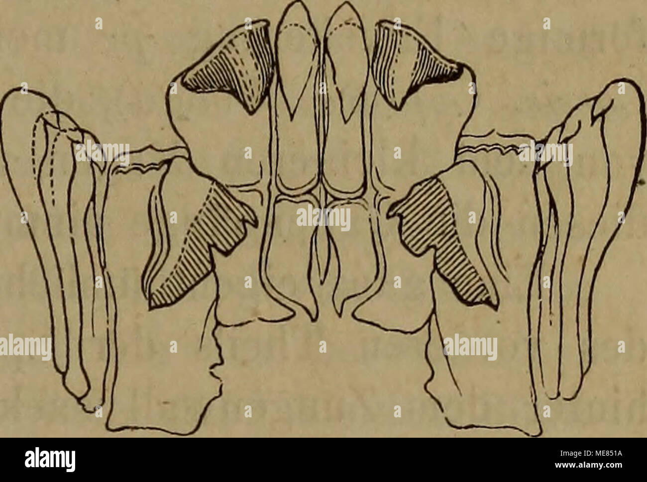 Patella pellucida hires stock photography and images Alamy