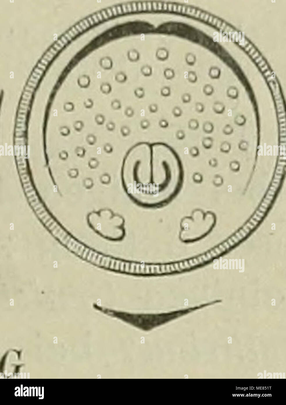 . Die Natürlichen Pflanzenfamilien : nebst ihren Gattungen und wichtigeren Arten, insbesondere den Nutzpflanzen . iiiismm 0k 4i^ (r®y) Fig. 47. Caesalpinioideae-'Dia.gra.mme: A Cercis Siliquasirum L.; ß Dimorphandva; C D Krameria sccundiflora Sesse ; E Tirmarindus indica L.; F Yonapa mitUijuga (DC.) Ta C Amhersiia nobilis Wall.; , .^ „^^,w™.j&quot;-'&quot; 1 — ^ &quot; — ......^„ —, - j,„ -j-'j&quot; 1 / Taub.; G Tounatta pulchrä Taub.; H Copaifera Langsdorffd Desf.; J Ceratonia Siliqua L.; A' Lialium divaricaium Vahl. (Nach Ei Ulli er; E Original.) Überraschend ist die große 3Iannigfalligke Stock Photo